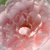 Roza - Angleška vrtnica - Ausclub